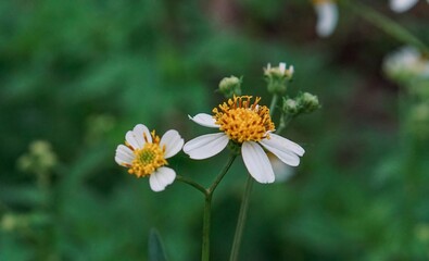 Cinematic Macro Detail Photo of White Spanish Needle (Bidens Pilosa) Wildflowers in a Natural Garden Wallpaper