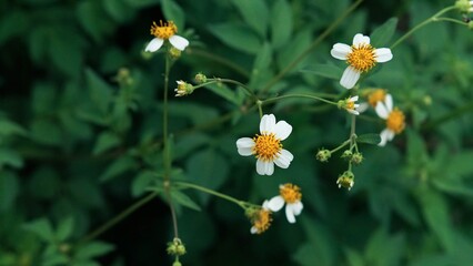 Cinematic Macro Detail Photo of White Spanish Needle (Bidens Pilosa) Wildflowers in a Natural Garden Wallpaper