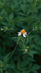 Cinematic Macro Detail Photo of White Spanish Needle (Bidens Pilosa) Wildflowers in a Natural Garden Phone Wallpaper