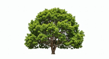 Lush Green Tree with Isolated on White Background.