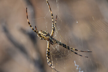 Predatory Spider Sitting on Web Waiting for Prey