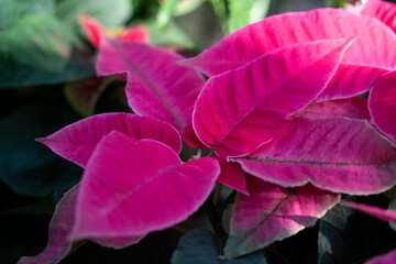 Colorful beautiful poinsettia plant, macro shot photo.