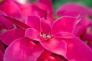 Colorful beautiful poinsettia plant, macro shot photo.