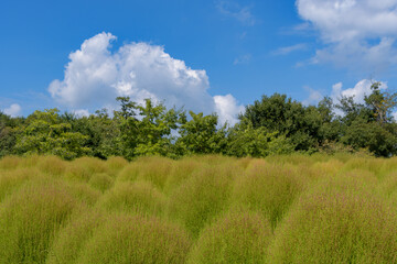 Obraz premium 夏空に映える緑のコキア畑と雲