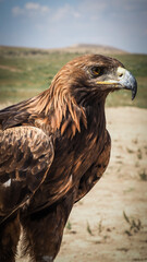 The eagle seen in Bokonbaevo, Kyrgyzstan