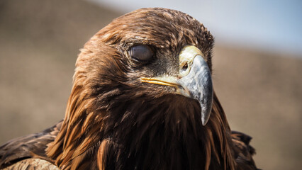 The eagle seen in Bokonbaevo, Kyrgyzstan