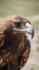 The eagle seen in Bokonbaevo, Kyrgyzstan