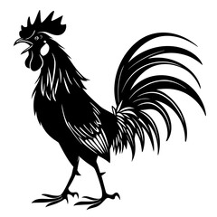 rooster isolated on white background