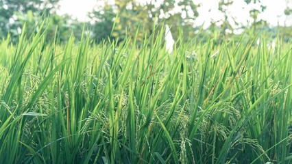 Asian Rice Field Wallpaper – Japanese Paddy Landscape, Morning Light Countryside View, Rural Agriculture Nature Background Photo