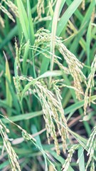 Asian Rice Field Wallpaper – Japanese Paddy Landscape, Morning Light Countryside View, Rural Agriculture Nature Background Photo