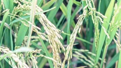 Asian Rice Field Wallpaper – Japanese Paddy Landscape, Morning Light Countryside View, Rural Agriculture Nature Background Photo