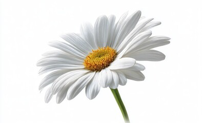 Naklejka premium Single white daisy, close-up, vibrant petals, yellow center, isolated on white background