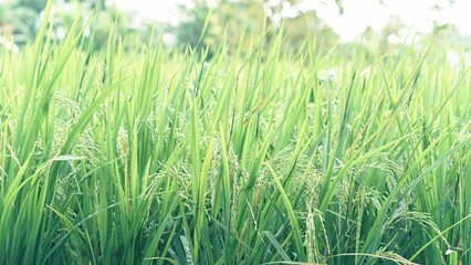 Asian Rice Field Wallpaper – Japanese Paddy Landscape, Morning Light Countryside View, Rural Agriculture Nature Background Photo