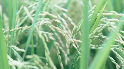 Asian Rice Field Wallpaper – Japanese Paddy Landscape, Morning Light Countryside View, Rural Agriculture Nature Background Photo