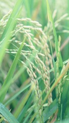 Asian Rice Field Wallpaper – Japanese Paddy Landscape, Morning Light Countryside View, Rural Agriculture Nature Background Photo
