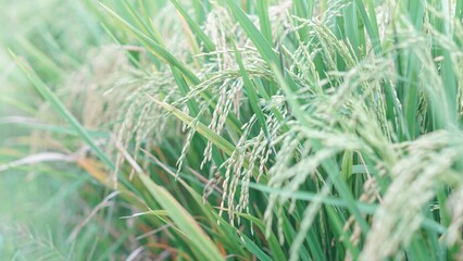 Asian Rice Field Wallpaper – Japanese Paddy Landscape, Morning Light Countryside View, Rural Agriculture Nature Background Photo