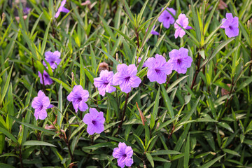 Several wild purple Ruellia flowers blooming in green grass, commonly found in tropical gardens and roadside fields in Indonesia.