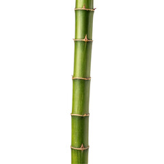 Fototapeta premium Realistic bamboo isolated on transparent background 