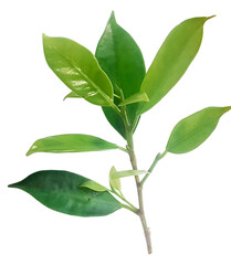 Fresh Green Leaves Isolated on White Background for Design Uses