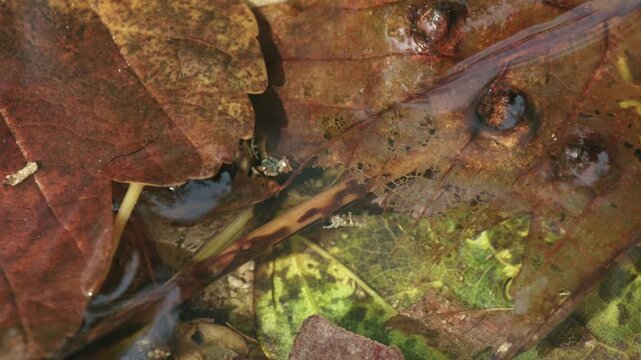 caddisfly larva on leaf in clear water