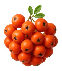 Rowan berries with a matte finish