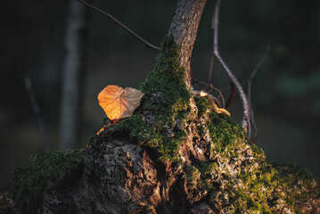 Autumn leaf on mossy stump illuminated with magical light.Close-up of autumn leaf resting on moss-covered stump, glowing in warm sunlight with dark forest background. Fairy tale and cinematic mood.