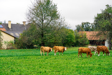 Cattle graze on a green meadow in autumn. Brown cows graze on farmland. Farming in Austria