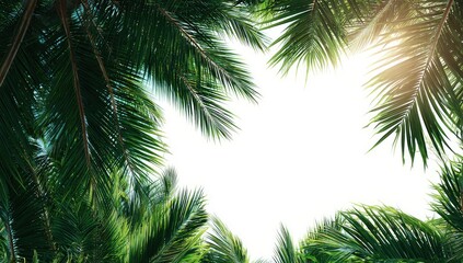 Obraz premium Lush palm leaves frame a bright white background