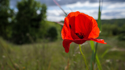 Common poppy (Papaver rhoeas) blooming in summer meadow field