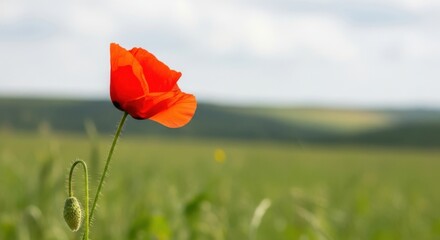 Obraz premium A vibrant red poppy flower stands tall in a field, its delicate petals catching the sunlight, symbolizing remembrance and beauty of nature