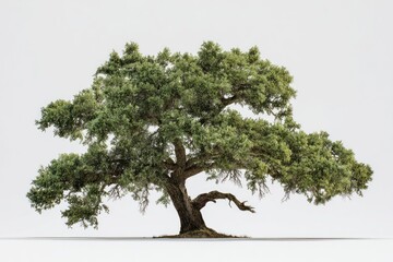 Mature tree, full, lush foliage, branches spread wide, against a plain backdrop