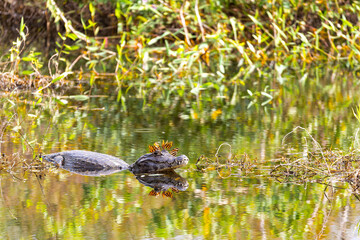 Yacare caiman (Caiman yacare), or jacare caiman or southern spectacled caiman with several butterflies resting on its head. Corumba, South Pantanal, Mato Grosso do Sul, Brazil. Brazilian wildlife.