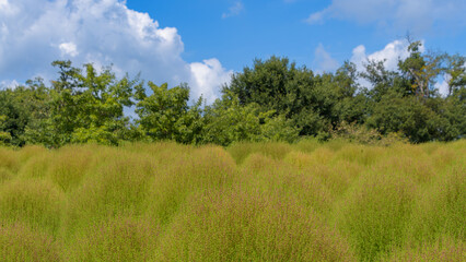 Obraz premium 夏空の下に広がるコキアの緑の草原