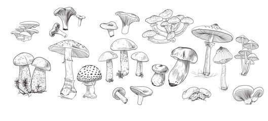 Set of images of mushrooms. Vector illustration