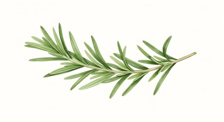 Fototapeta premium Fresh rosemary sprig on clean white background perfect for adding organic freshness to culinary designs or herbal product promotions, use for wellness ads