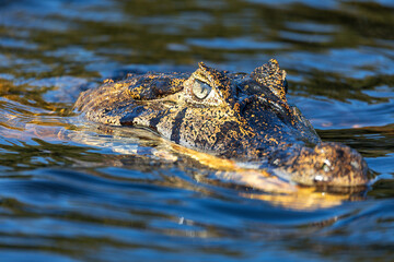 Yacare caiman (Caiman yacare), or jacare caiman or southern spectacled caiman Close up portrait in water. Pocone, North Pantanal, Mato Grosso, Brazil. Brazilian wildlife.