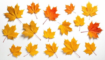 Obraz premium Colorful Autumn Maple Leaves Displayed on Clean White Background, Vibrant Yellows, Oranges, and Reds, with Natural Light Creating Soft Shadows, Seasonal Decor