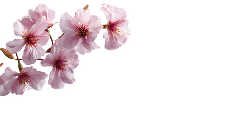 Pink Cherry Blossoms Branch on Black Background