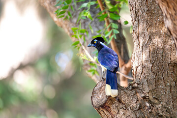 Plush-crested jay (Cyanocorax chrysops), bird of the family Corvidae. Corumba, South Pantanal, Mato Grosso do Sul, Brazil. Brazilian wildlife and birdwatching.