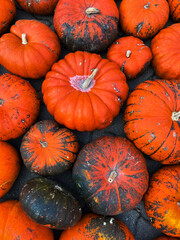 A photograph of numerous bright orange pumpkins shot from above. The pumpkins fill the entire...