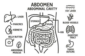 Abdominal Anatomy Doodle. Hand-drawn doodle illustration abdomen abdominal cavity, stomach, intestines, liver, pancreas, spleen,