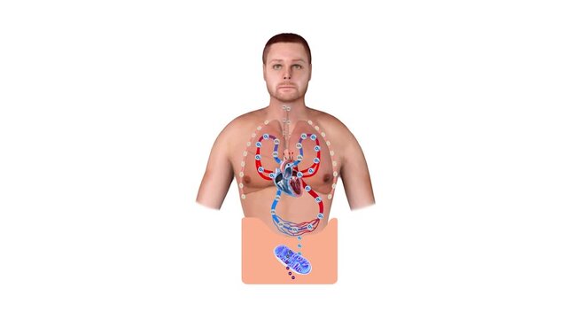 2D and 3D medical graphic showing human respiratory and circulatory system with oxygen and carbon dioxide gas exchange