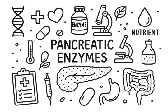 Pancreatic Enzyme Doodle. Hand-drawn doodle illustration pancreatic enzymes production pancreas, enzyme bottle, DNA strand,