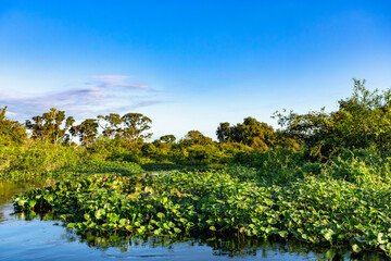 Lush green scenery of the wild untouched South Pantanal wetlands landscape in Corixo do Cerrado river. Corumba, Mato Grosso do Sul, Brazil. Brazilian nature and wilderness.