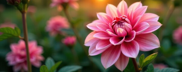 Fototapeta premium Salmon-lilac dahlia, deep red center, bronze foliage Stunning garden bloom , garden, blossom, image