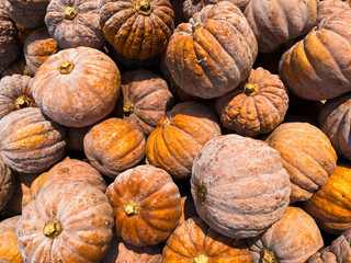 A photograph of numerous bright pumpkins shot from above. The pumpkins fill the entire frame,...