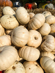 A photograph of numerous bright pumpkins shot from above. The pumpkins fill the entire frame, creating a decorative pattern with natural texture and vibrant autumn colors.