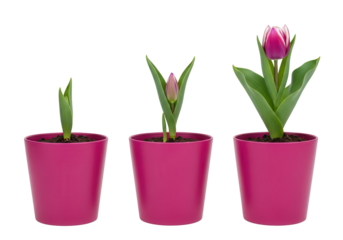 Tulip growing stages in pink pots isolated PNG with Transparent Background