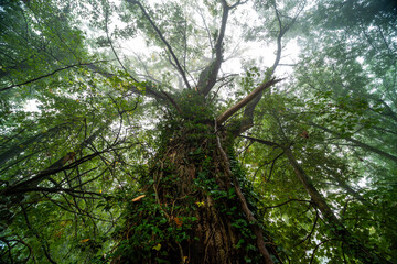 Verträumte Herbststimmung an der Triefenbachanlage in Edenkoben mit Nebel, Lichtspiel und Weinbergen
