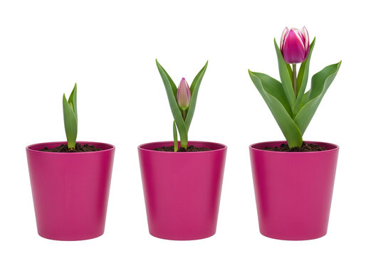 Tulip growing stages in pink pots isolated PNG with Transparent Background